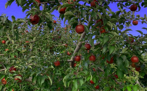 果園真美作文(精選20篇)