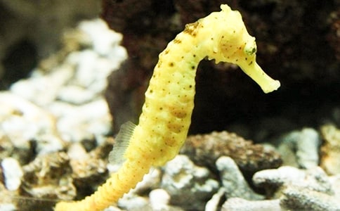 中班科學活動教案《海馬爸爸生寶寶》