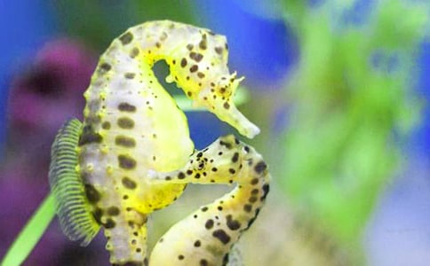 電點燃致癎大鼠海馬TNF-α mRNA表達和細胞凋亡觀察