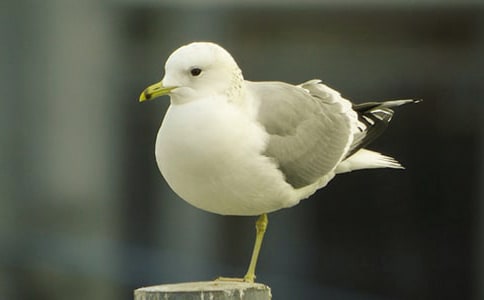 ���t�̼{ɭ�x���(8ƪ)