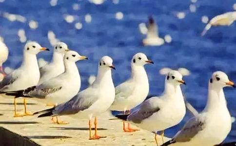 讀《海鷗喬納森》有感10篇