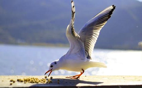 �����t�̼{ɭ���m������