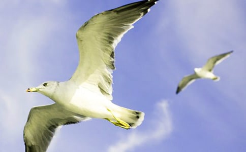 �����t�̼{ɭ���x���10ƪ