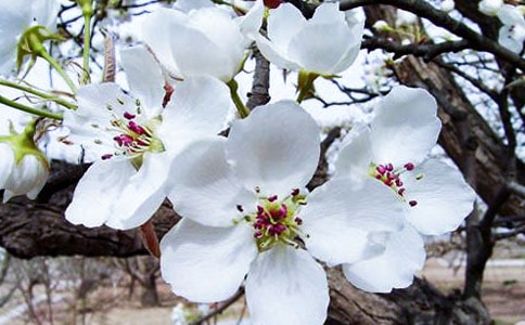 詠白海棠原文及賞析