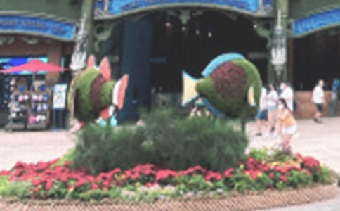 香港海洋公園游記作文