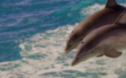 海豚的自述作文