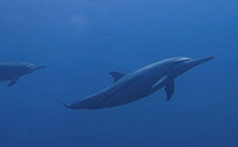 ���ĺ�������