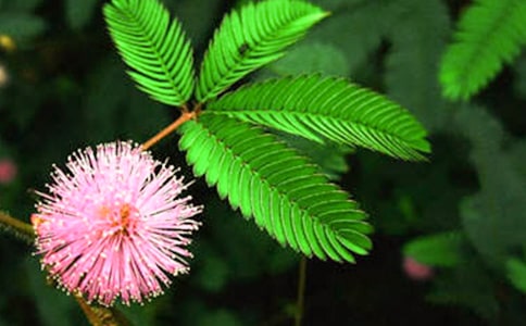 含羞草作文(精選100篇)