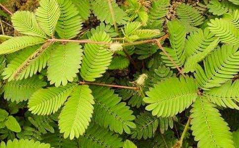 ���߲ݵĆ�ʾ����