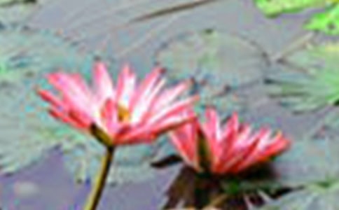 �茑�ɻ��ĬF(xi��n)��Ԋ16��