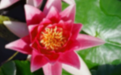 詠贊荷花的詩句