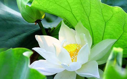 贊美荷花的詩(shī)句古詩(shī)