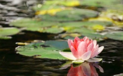 �o֪��ƽӹ�Ľ����Z�