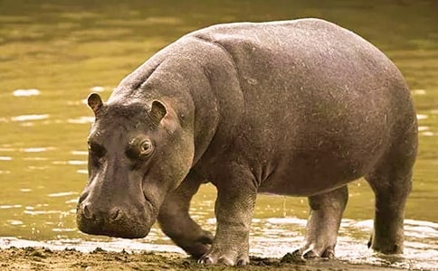 ����Z�Ի�ӽ̰������R���L