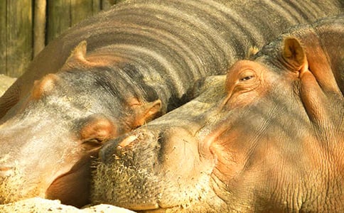 �����R��ʳ�꡷�x���