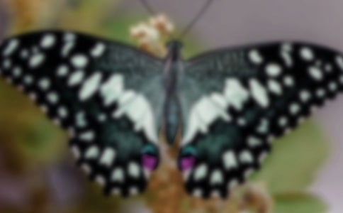 花蝴蝶和小蜜蜂作文