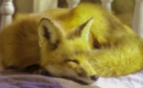 小狐貍聰聰故事