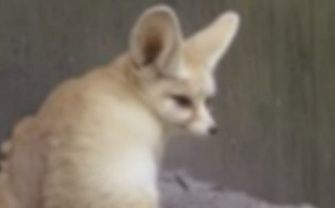 狐貍和烏鴉續編