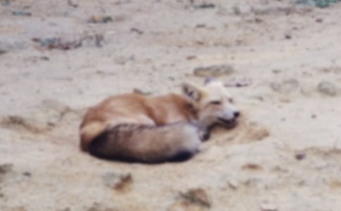 ���˲���ĺ�؂�ְ֡��x���