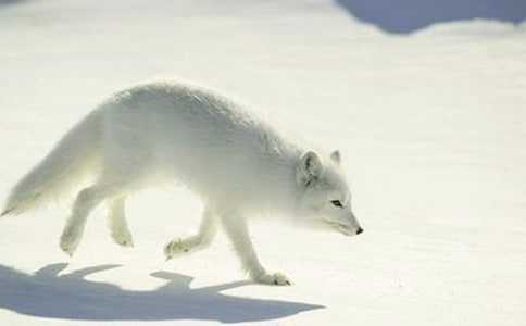 狐貍與烏鴉的故事(錦集15篇)
