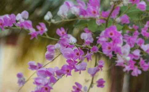 ����Ļ���