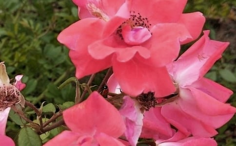 開在心中的花朵作文必備【15篇】