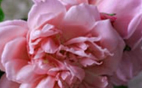 開在心中的花朵作文(通用14篇)