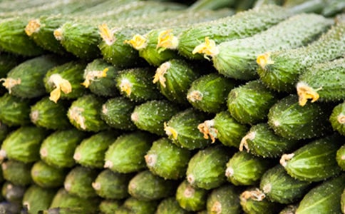 黃瓜的作文集合【15篇】