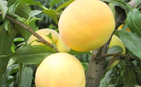 家鄉的黃桃作文