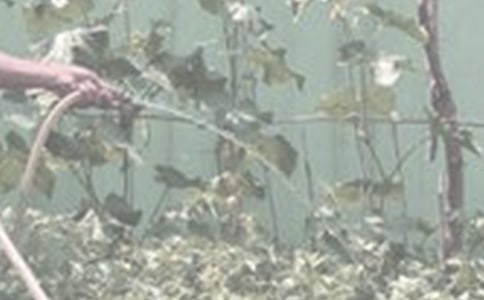 澆花看圖寫話一年級