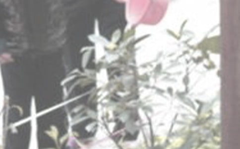 關于澆花的作文(共6篇)