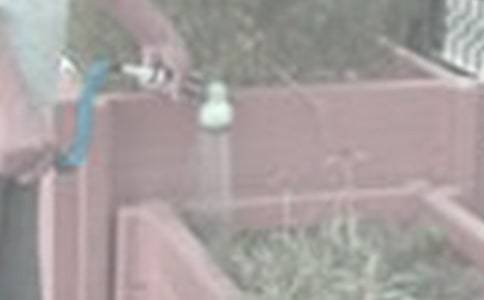 (必備)關于澆花作文