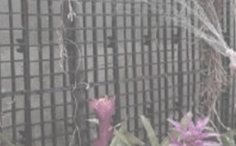 挑糞、澆花、打葉 大學生回鄉“種”出花樣生活