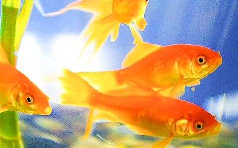 我家的小金魚作文(精品15篇)