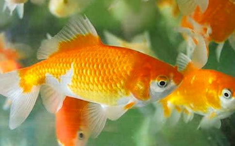 [��(y��u)��]�ɐ۵�С���~����