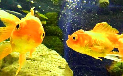 有趣的金魚作文