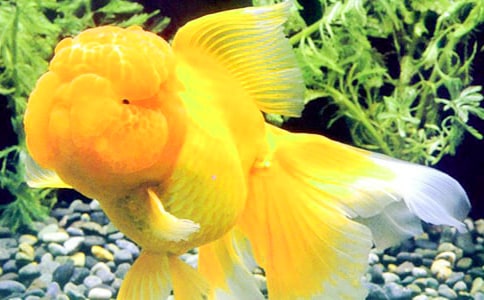 [��Ʒ]�ҼҵĽ��~����