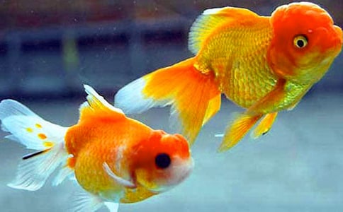 ��ͨ�ã�С���~����