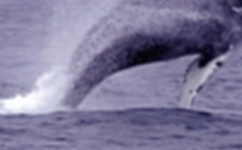 關于鯨魚的作文