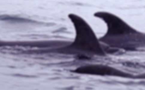 �L�~���������ģ�ͨ��20ƪ��