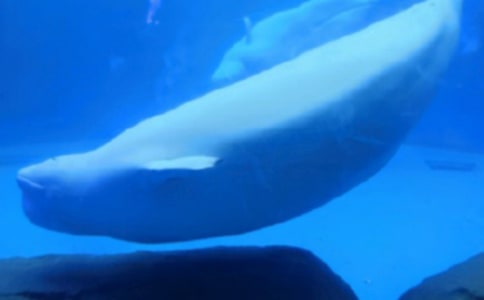 �����������{(l��n)ɫС�L�~�Ĺ��¼��c(di��n)�u(p��ng)