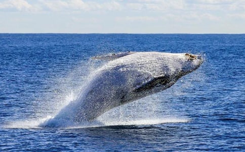 小海螺與大鯨魚