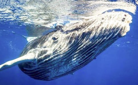 (集合)我是鯨魚作文