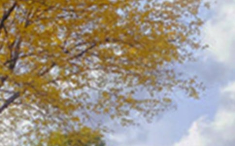 �茑ҹ����ɫ����