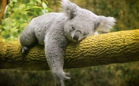 可愛的考拉作文