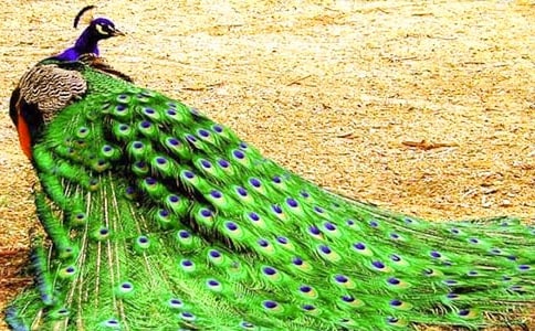 孔雀東南飛作文