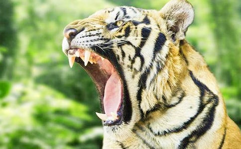 �Ե���С�ϻ��Ĺ���