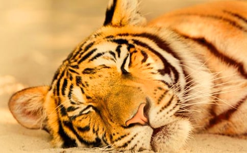 老虎與貓的故事(精選21篇)