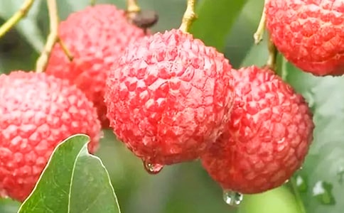 �����x��ժ��֦����8ƪ