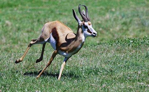 《藏羚羊的跪拜》讀后感